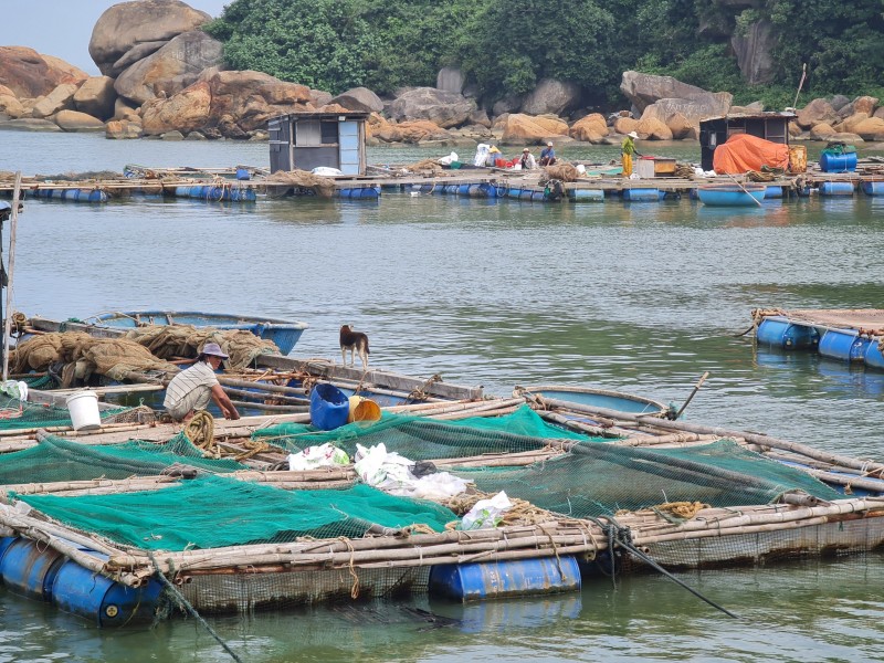Quảng Ngãi: Siết chặt quản lý an toàn thực phẩm trong chế biến thủy sản xuất khẩu