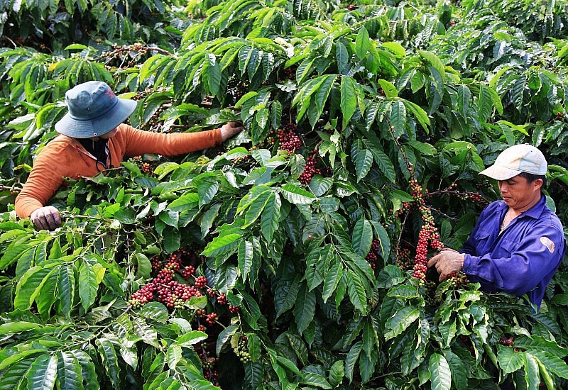 Giá xuất khẩu cà phê được dự báo sẽ tăng đến tháng 4/2024