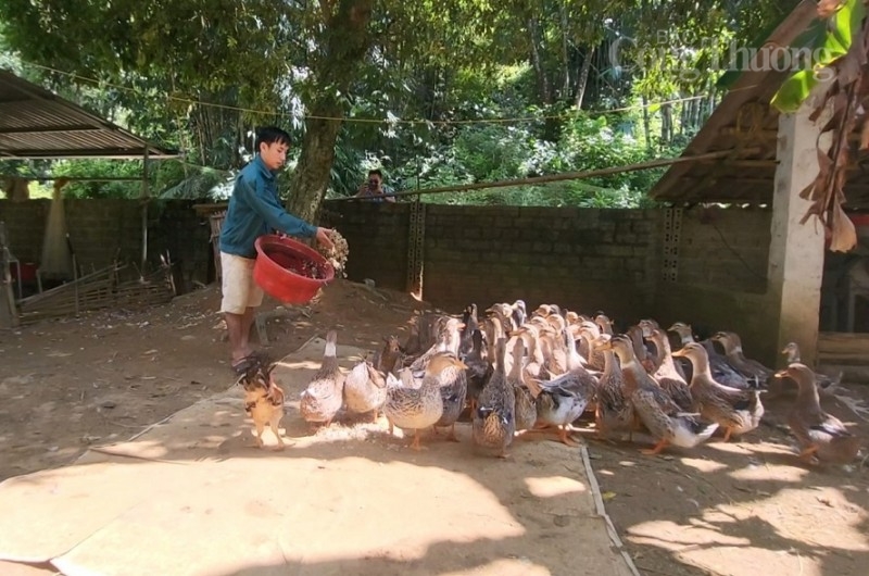 Thanh Hóa: Thương hiệu vịt Cổ Lũng giúp đồng bào dân tộc Thái ở huyện Bá Thước thoát nghèo bền vững