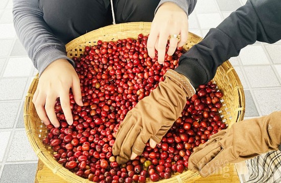 Giá cà phê hôm nay, ngày 6/10/2023: Giá cà phê trong nước giảm về mốc 64.400 đồng/kg
