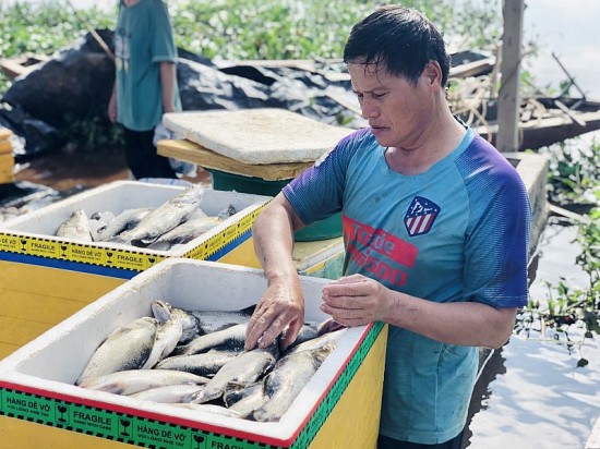 Hà Tĩnh: Hơn 50 tấn cá nuôi lồng bè bị chết vì sốc nước