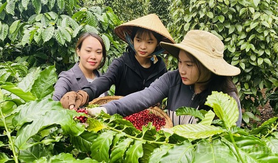 Giá cà phê hôm nay, ngày 7/10/2023: Giá cà phê trong nước cao nhất 64.600 đồng/kg