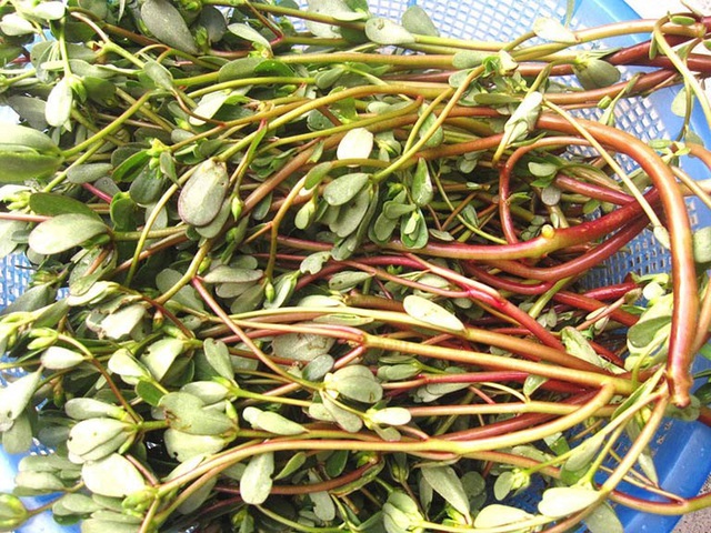 Bất ngờ 7 loại rau được xem là "rau trường thọ", mọc dại đầy ở Việt Nam, không mất tiền mua nhưng nhiều người không biết ăn - Ảnh 2.