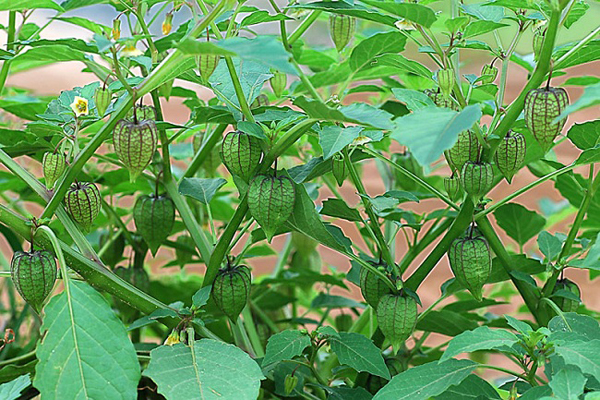 Bất ngờ 7 loại rau được xem là "rau trường thọ", mọc dại đầy ở Việt Nam, không mất tiền mua nhưng nhiều người không biết ăn - Ảnh 4.