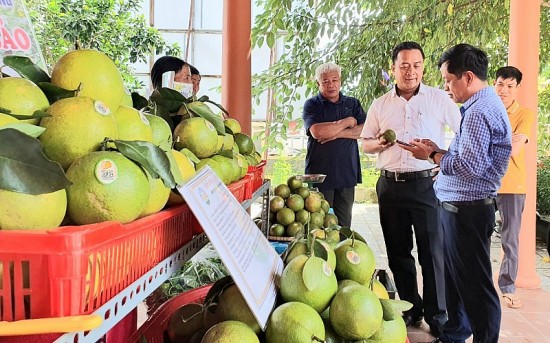 Thừa Thiên Huế: Kết nối, tìm đầu ra cho cam Nam Đông