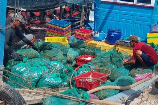 Vì sao tôm hùm và hàu ở Khánh Hòa chết hàng loạt?