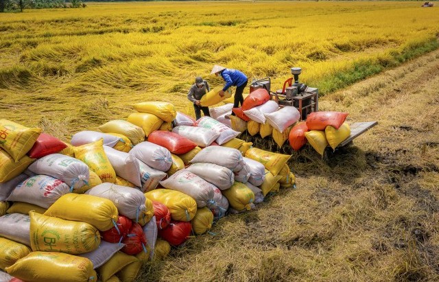 Indonesia cần thêm 1,5 triệu tấn gạo dự trữ, cơ hội đẩy mạnh xuất khẩu cho Việt Nam