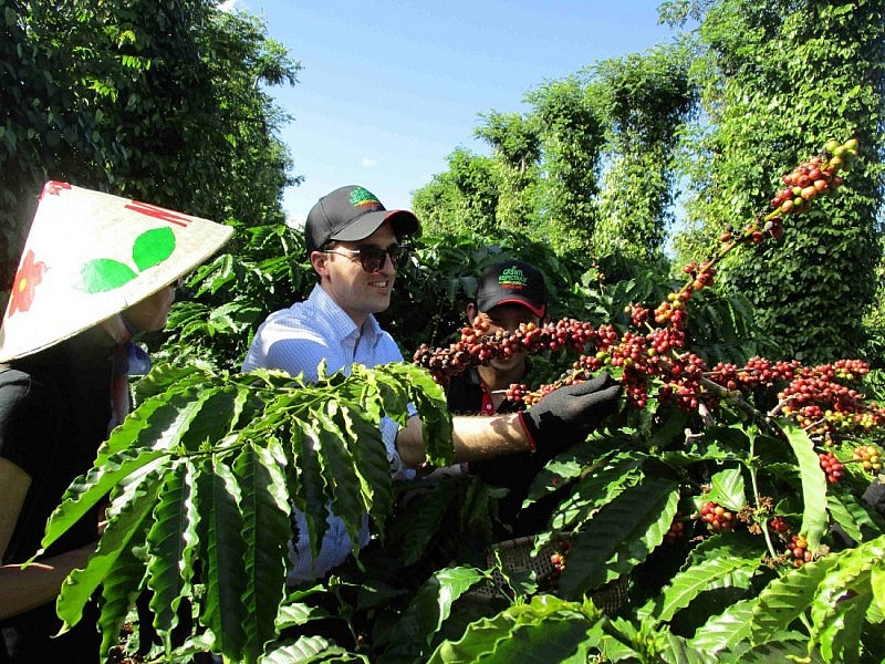 Giá cà phê Arabica tăng sốc gần 10%, xuất khẩu cà phê có được lợi?