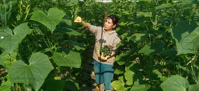 Nông dân Gia Phú trồng dưa chuột theo tiêu chuẩn VietGap