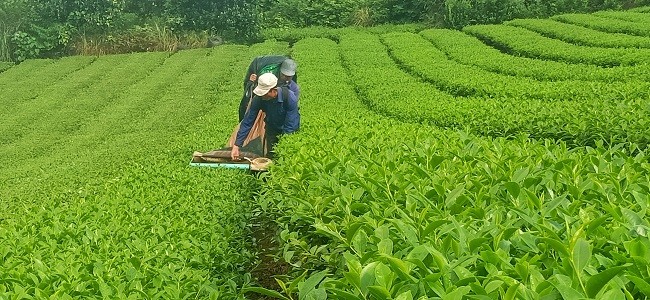 Thu hoạch chè bằng máy hái chè tại xã Phú Nhuận