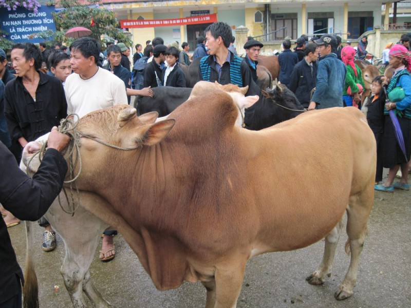 Hà Giang: Phát triển sản phẩm OCOP bò vàng theo hướng hàng hóa