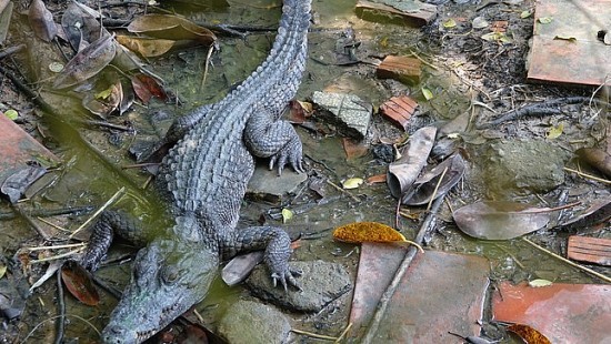Kiên Giang: Truy tìm 6 con cá sấu xổng chuồng ra hồ nước Công viên An Hòa