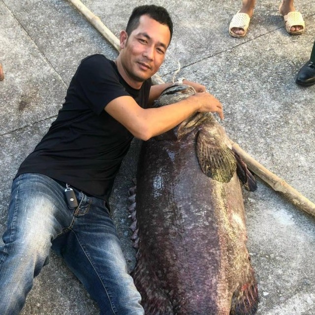 Quảng Ninh: Ngư dân bắt được cá song vang hàng khủng