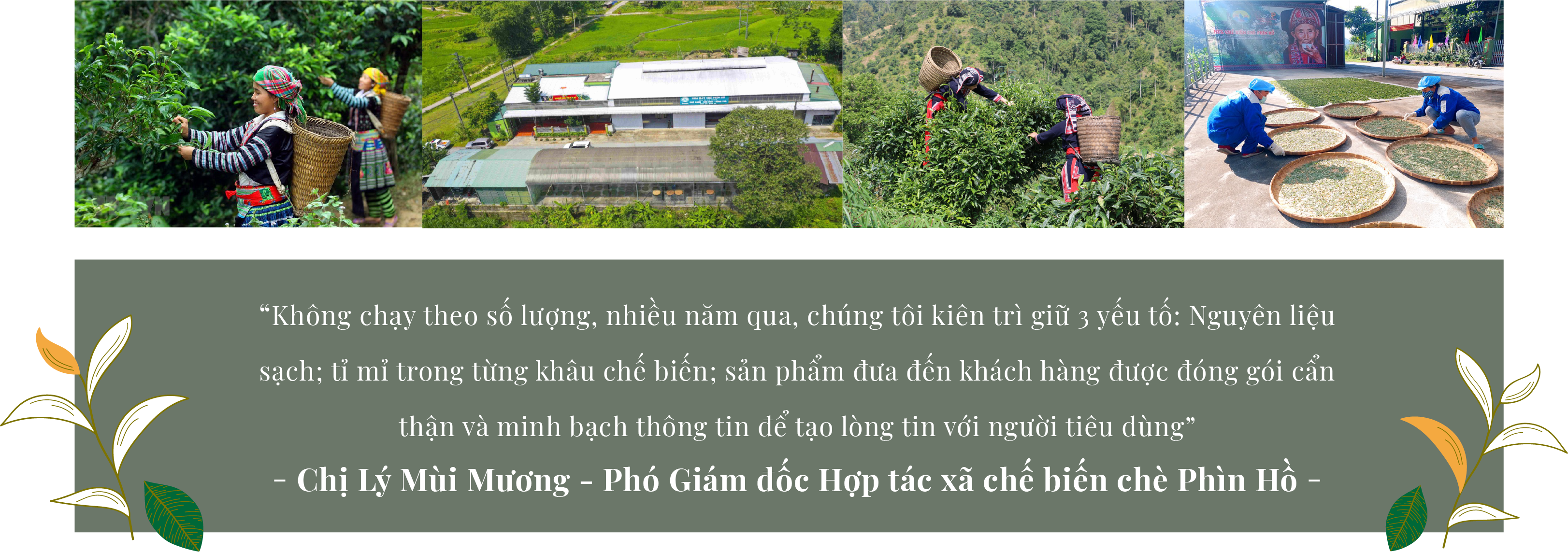 Viết tiếp câu chuyện đẹp cho cây chè Shan tuyết Hà Giang