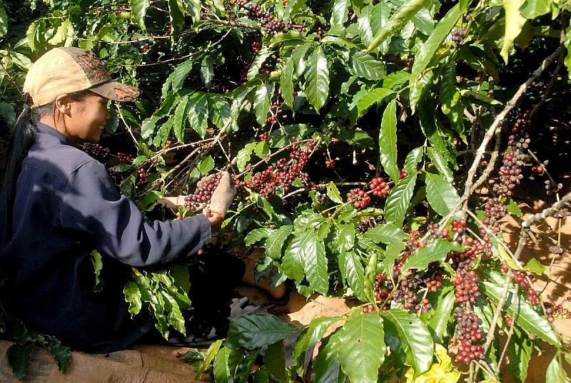 Xuất khẩu cà phê Việt Nam tiếp tục được hưởng lợi về giá