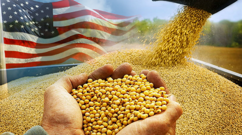 Cần làm gì khi nguồn cung đậu tương từ Mỹ bị thu hẹp?