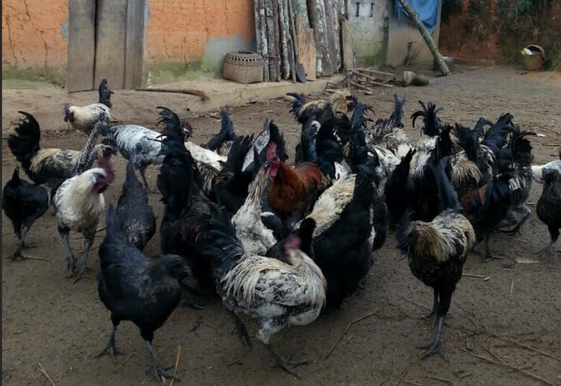 Hà Giang: Phát triển sản phẩm gà xương đen theo hướng hàng hóa