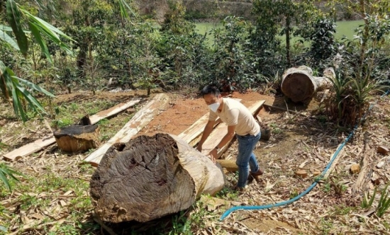 Điểm tin Công Thương-Pháp luật 17/10: Xử phạt hai công ty để mất rừng trong quá trình thực hiện dự án