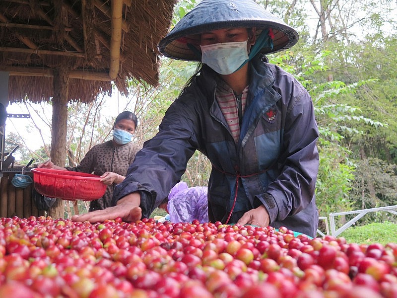 Chưa “hạ nhiệt”, giá xuất khẩu cà phê có phiên tăng thứ 5 liên tiếp
