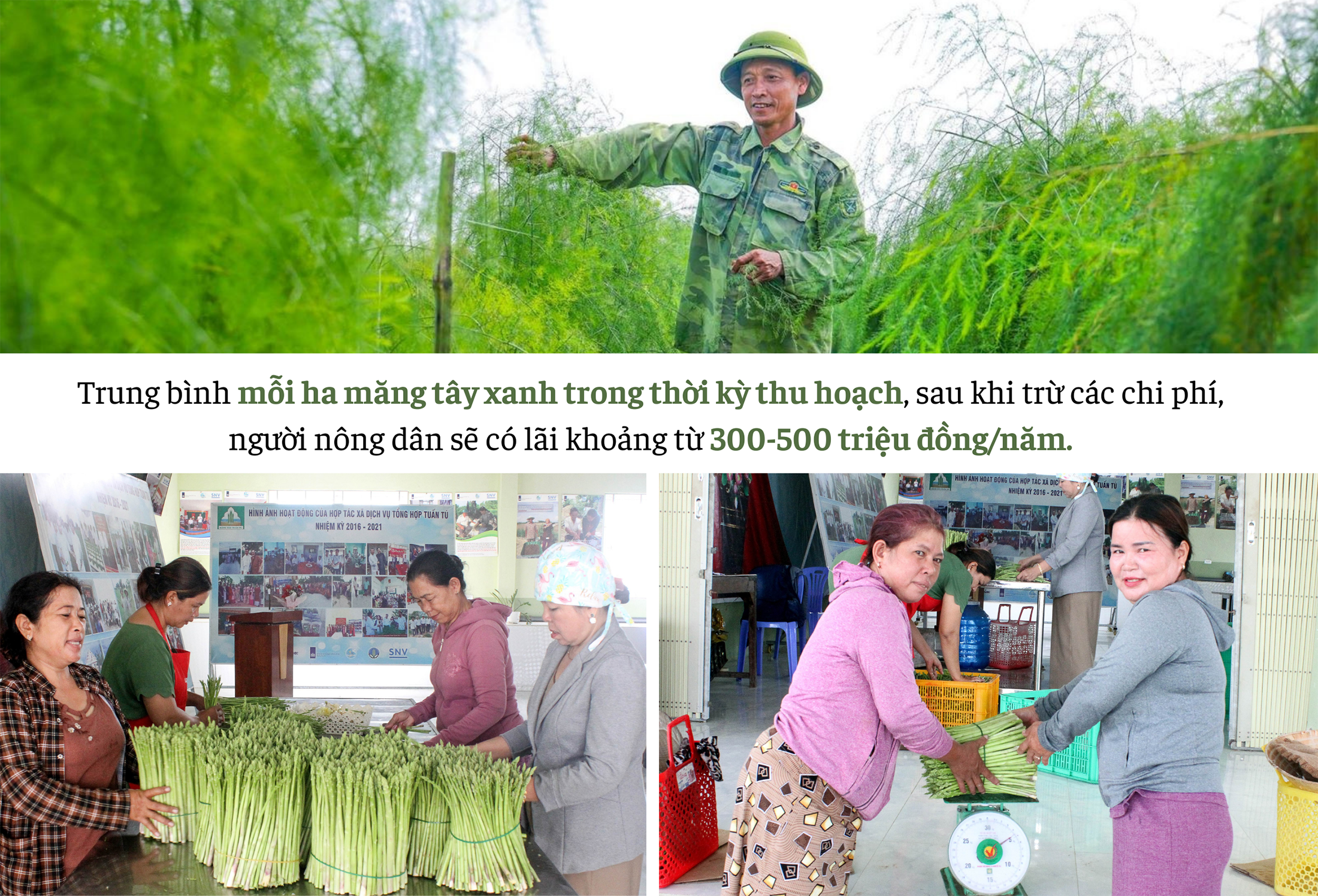 Longform | Đồng bào Chăm Ninh Thuận: Làm giàu từ cây măng tây xanh giữa vùng cát trắng
