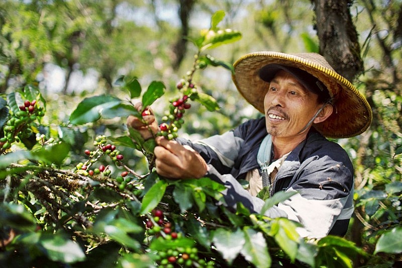 Giá xuất khẩu cà phê Robusta lên cao nhất 28 năm