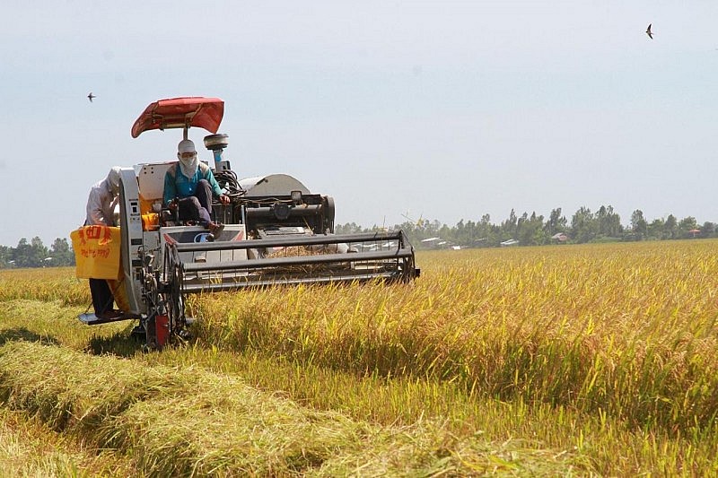 Sẽ có 500 gian hàng tham gia Festival lúa gạo Việt Nam tại Hậu Giang