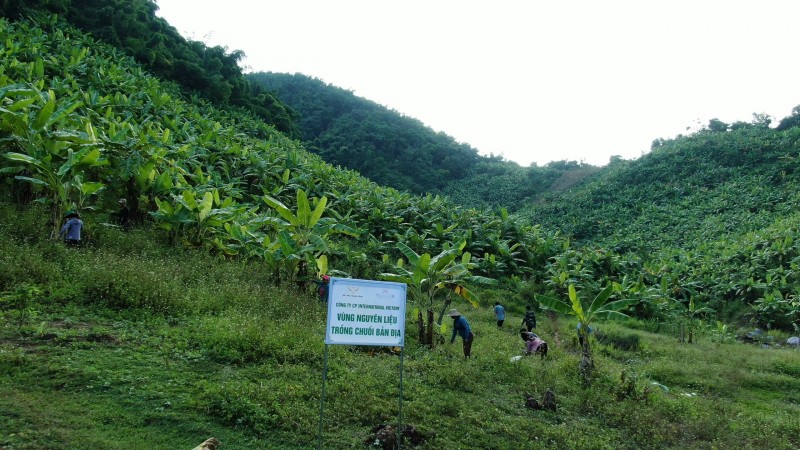 Sơn La: Thời trang xanh giúp cây chuối Tú Nang “cất cánh” vươn xa