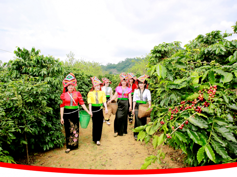 Phát triển bền vững, nâng cao giá trị cà phê Sơn La