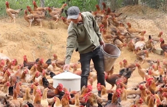 Quảng Ninh: Hiệu quả mô hình nuôi gà ứng dụng khoa học kỹ thuật của đồng bào dân tộc