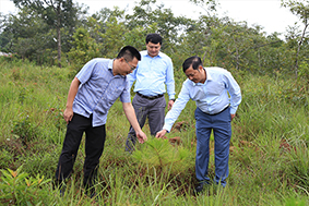 Các cấp, ngành tỉnh Đắk Nông đang quyết tâm trả lại màu xanh cho rừng.  Ảnh: Khánh Phúc
