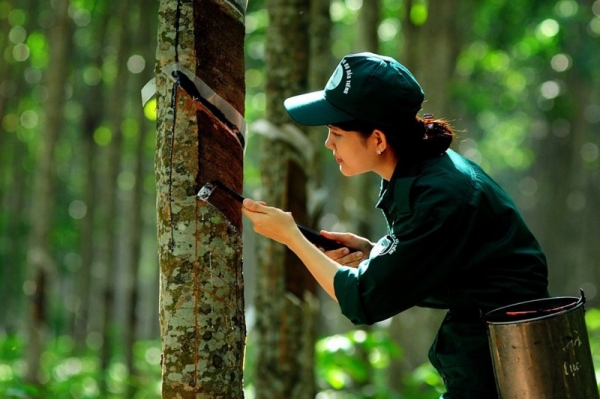 Giá cao su hôm nay ngày 24/10/2023: Giá cao su đang trên đà phục hồi | Báo Công Thương