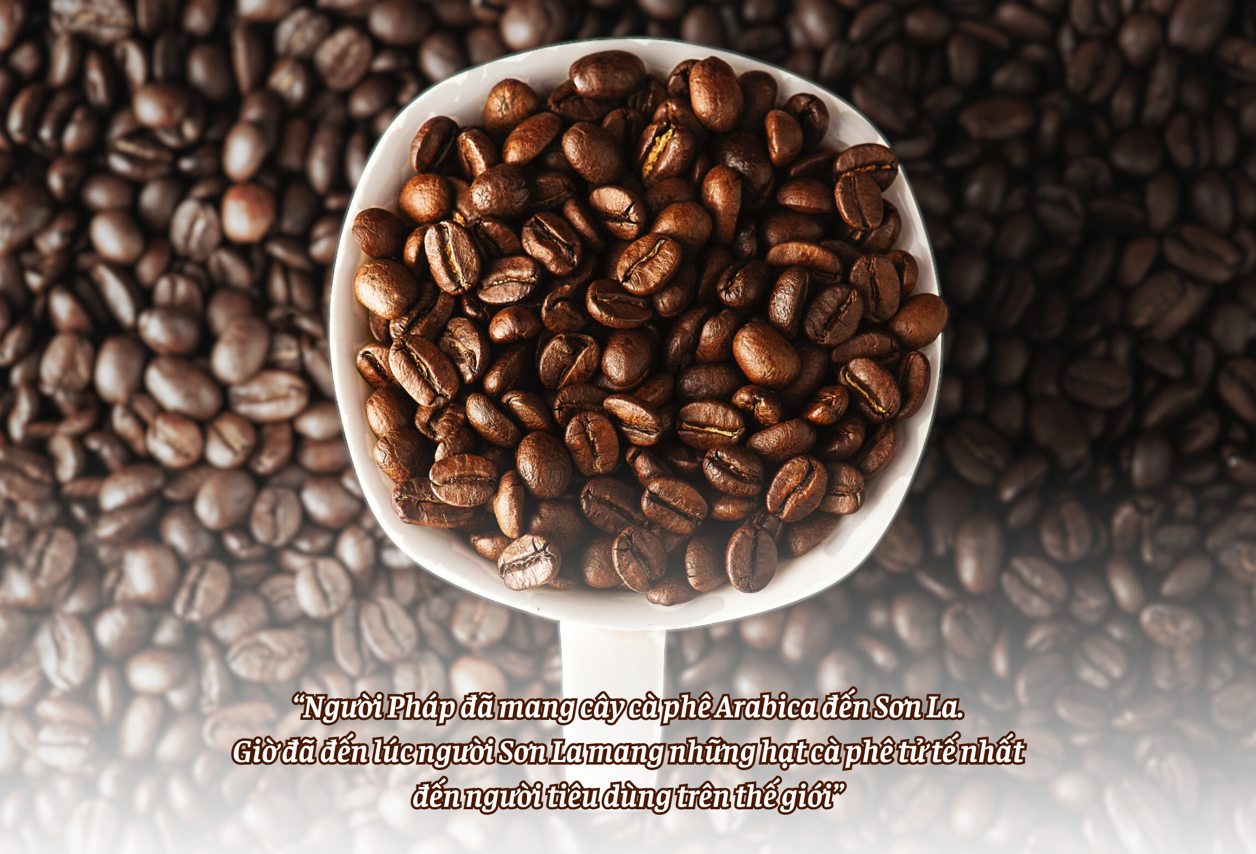 Longform | Ara-Tay Coffee và “hạt cà phê tử tế” của phụ nữ dân tộc Thái