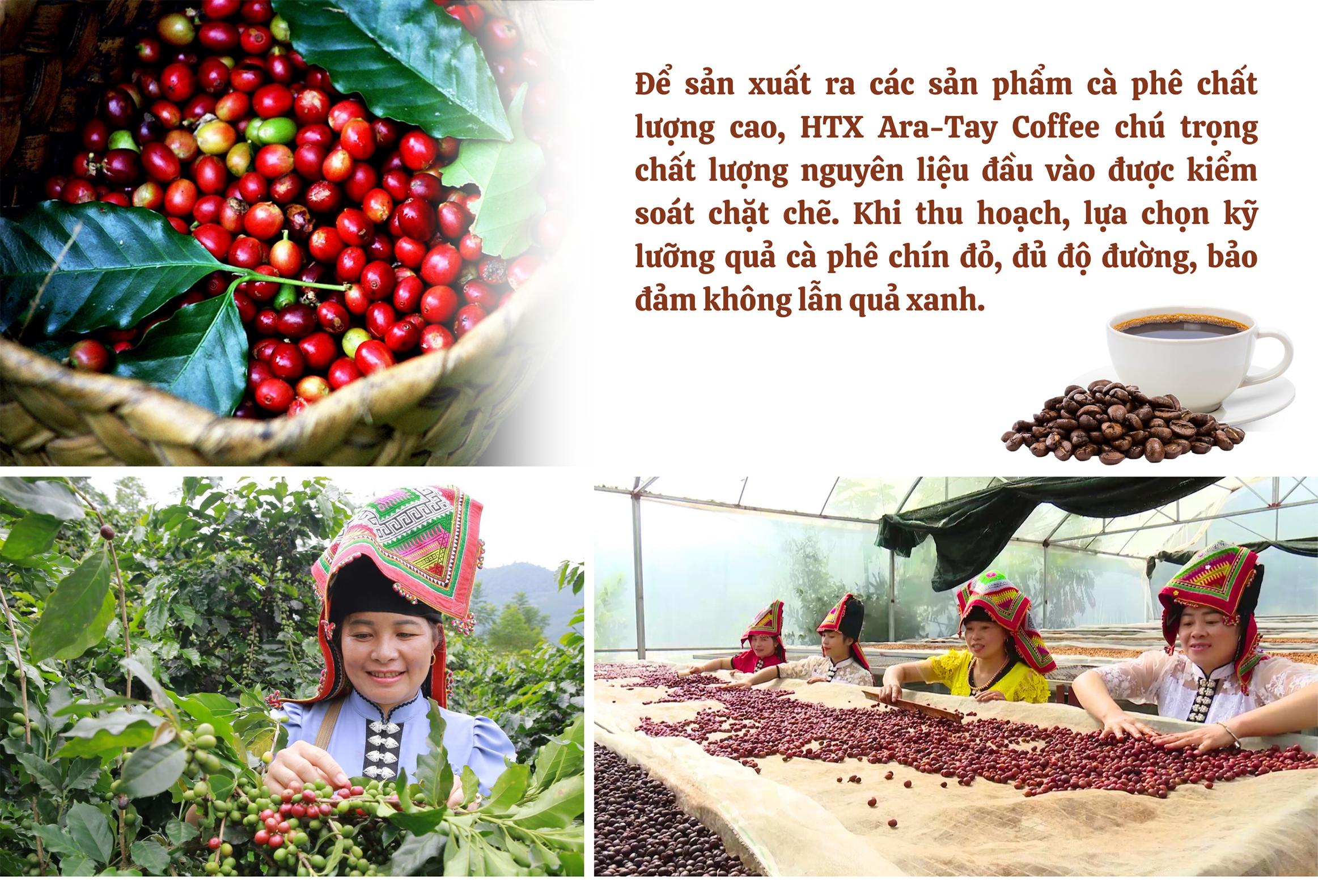 Longform | Ara-Tay Coffee và “hạt cà phê tử tế” của phụ nữ dân tộc Thái