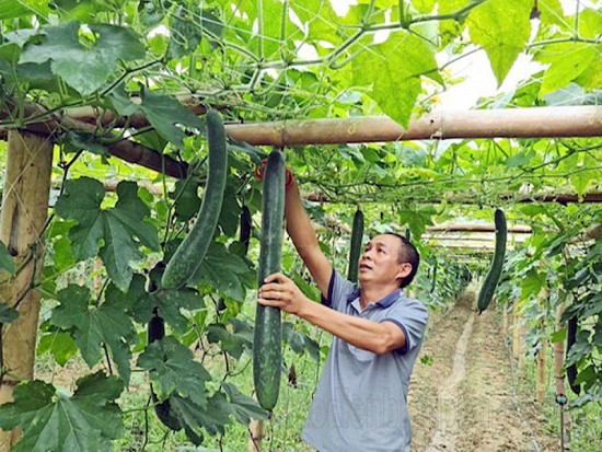 Điện Biên: Ứng dụng khoa học công nghệ nâng tầm giá trị nông sản