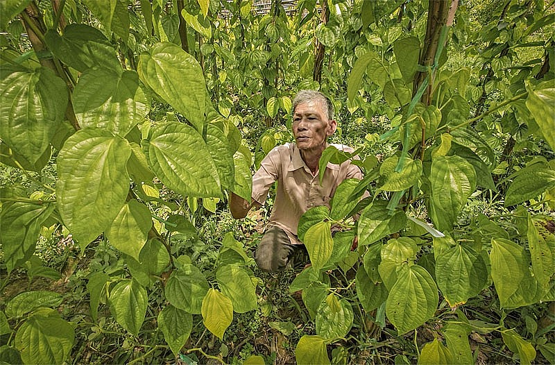 Tỉnh Hậu Giang: Bất ngờ với hợp tác xã trồng trầu độc nhất ở miền Tây