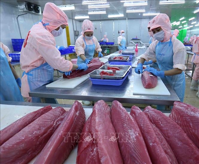 Việt Nam đang là nguồn cung cá ngừ đóng hộp lớn thứ 2 cho thị trường Hoa Kỳ