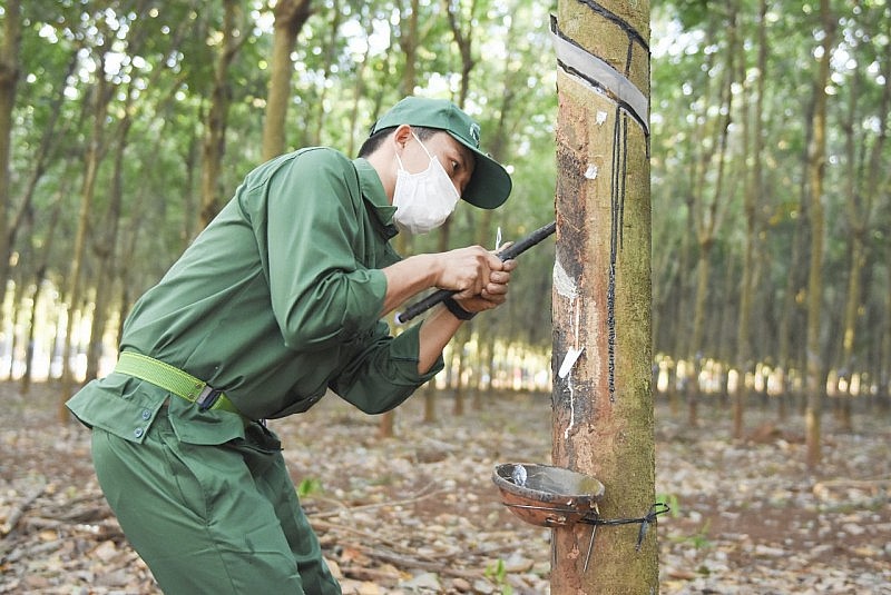 Giá cao su phục hồi, tạo đà cho doanh nghiệp trong nước tăng tốc xuất khẩu