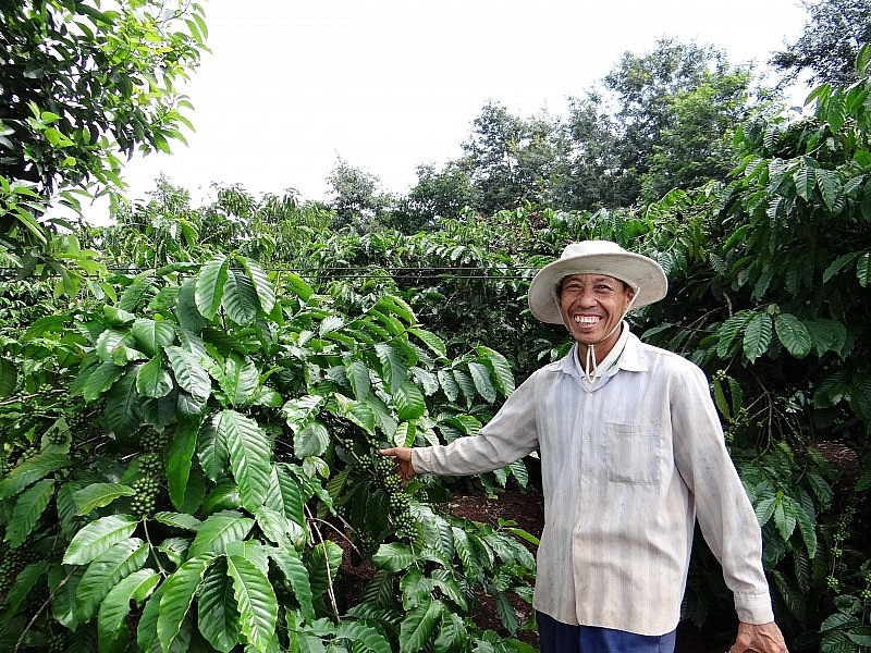 Áp lực từ nguồn cung, giá xuất khẩu cà phê Arabica tăng mạnh trở lại