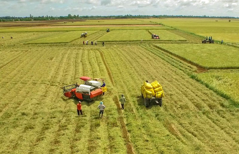 Giá gạo xuất khẩu của Việt Nam vẫn đang có mức cao nhất thế giới