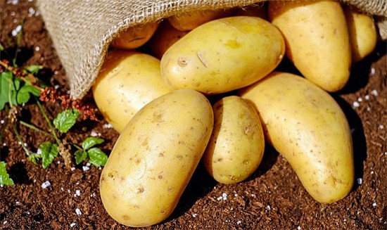 Những lợi ích của khoai tây trong chăm sóc sức khỏe