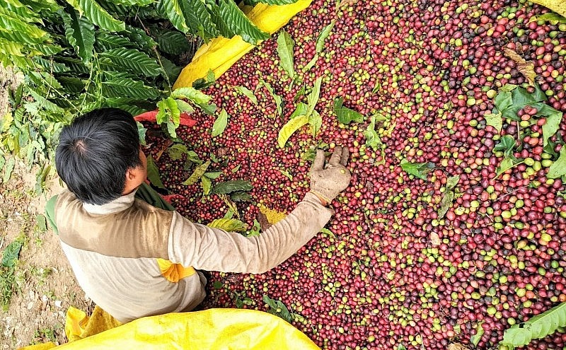 Cà phê Việt và cơ hội quảng bá, gia tăng xuất khẩu
