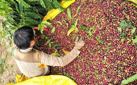 Nâng cao năng lực chế biến, gia tăng giá trị cho xuất khẩu cà phê