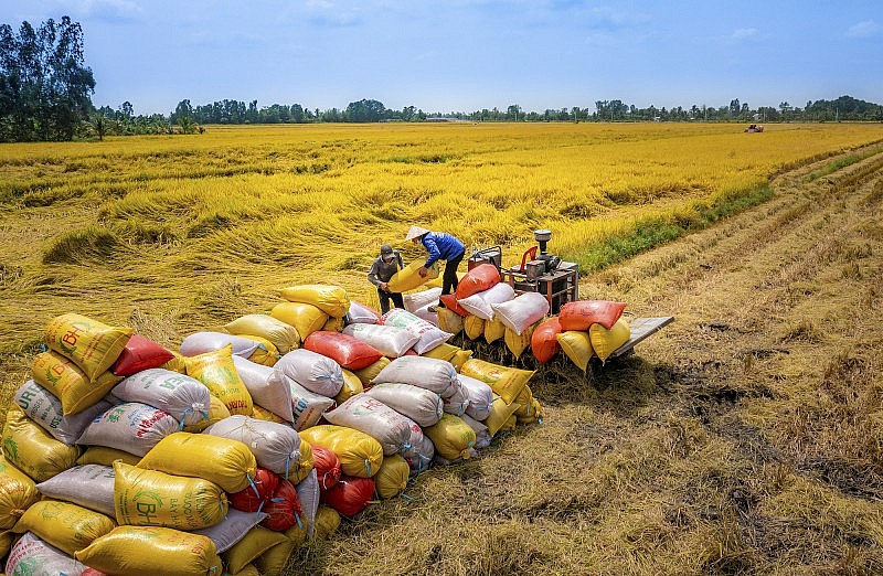 Indonesia nhập khẩu thêm 1 triệu tấn gạo từ Việt Nam và 3 nước khác