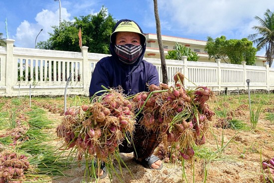 Quảng Ngãi: Người dân đảo Lý Sơn khẩn trương thu hoạch hành tím ứng phó mưa lớn