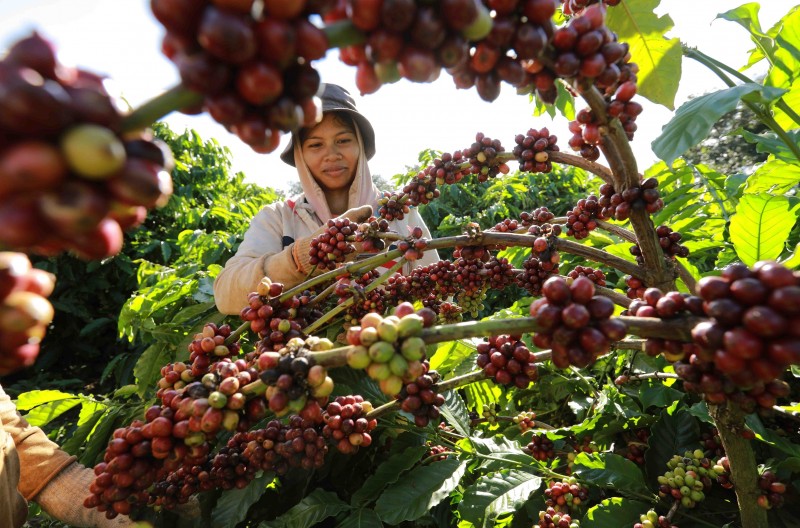 Nguồn cung từ Brazil được bổ sung, xuất khẩu cà phê quay đầu giảm giá mạnh