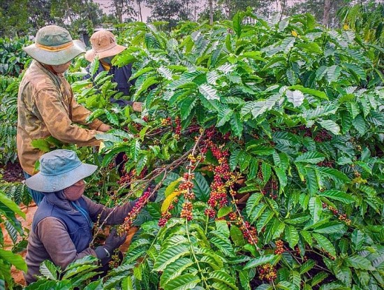 Giá cà phê hôm nay, ngày 20/11/2023: Giá cà phê trong nước vẫn ở mức giảm