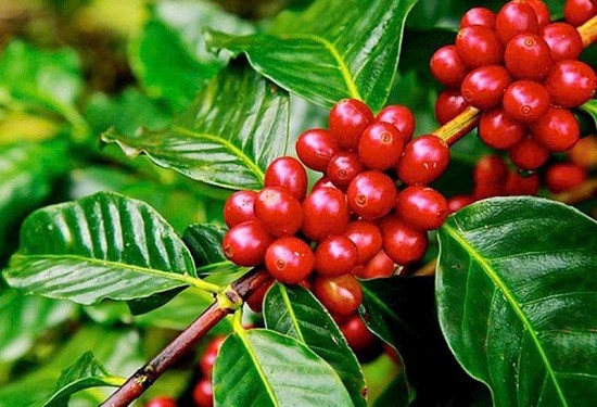 Trung Quốc giảm nhập khẩu cà phê từ Việt Nam