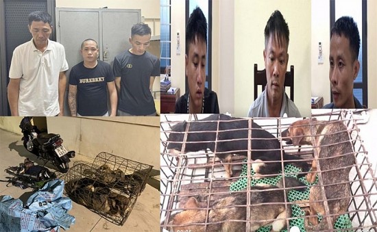 Thanh Hóa: Bắt 6 đối tượng trong đường dây trộm chó liên huyện