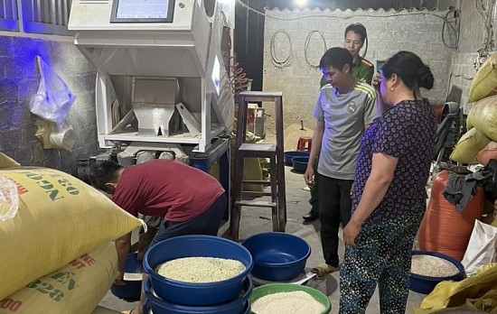 Lào Cai: Lật tẩy chiêu trò sản xuất gạo “Séng cù xanh”... nhuộm bằng lá dứa