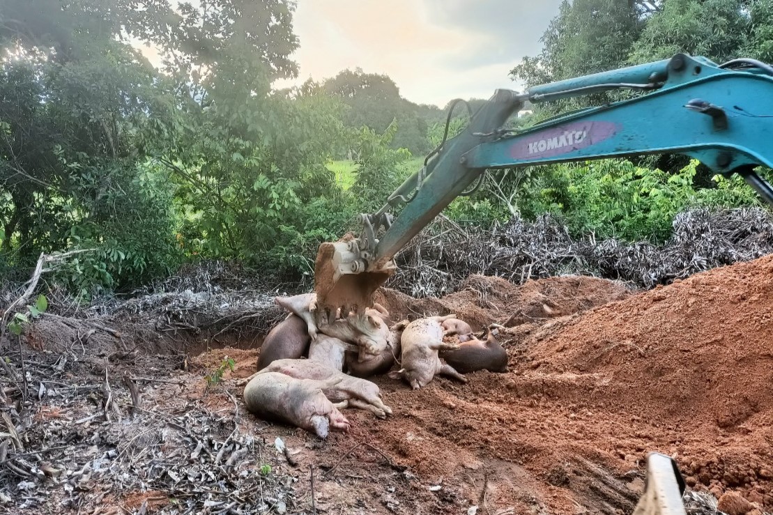 Khánh Hòa: Tiêu hủy hơn 26 tấn lợn dịch tả, dự báo diễn biến phức tạp